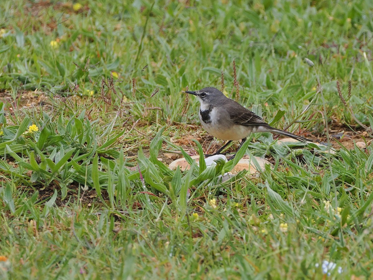 konipas jihoafrický - ML644273353