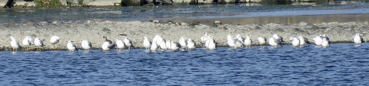 Gaviota/Gavión sp. - ML644273355