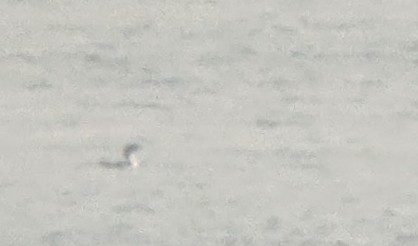 Plongeon huard - ML644273360