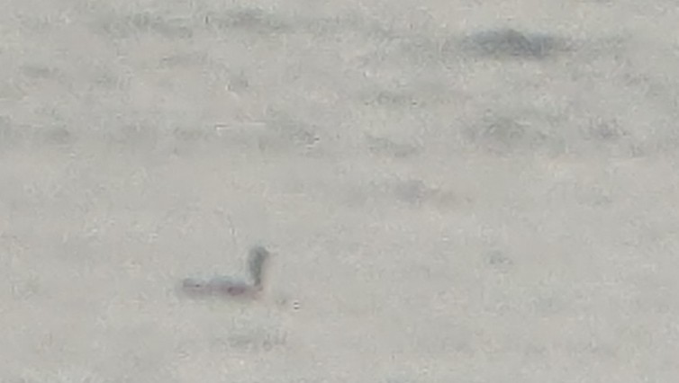 Plongeon huard - ML644273376