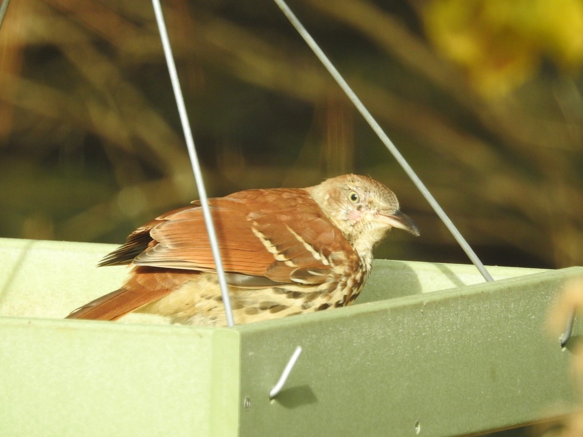 Brown Thrasher - ML644273378