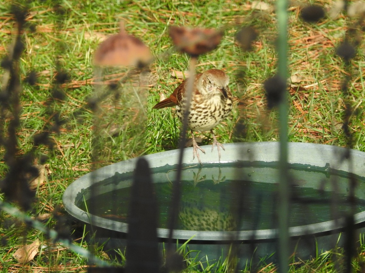 Brown Thrasher - ML644273379