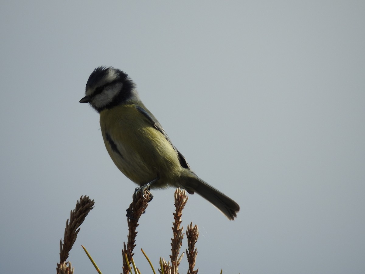 Eurasian Blue Tit - ML644273388