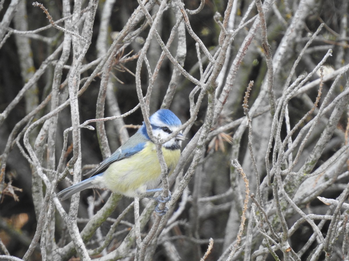 Eurasian Blue Tit - ML644273389
