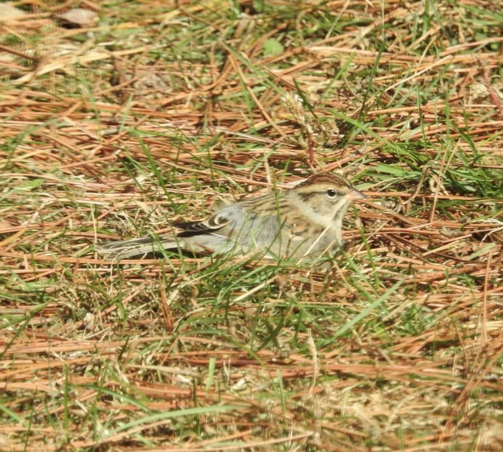 Chipping Sparrow - ML644273391