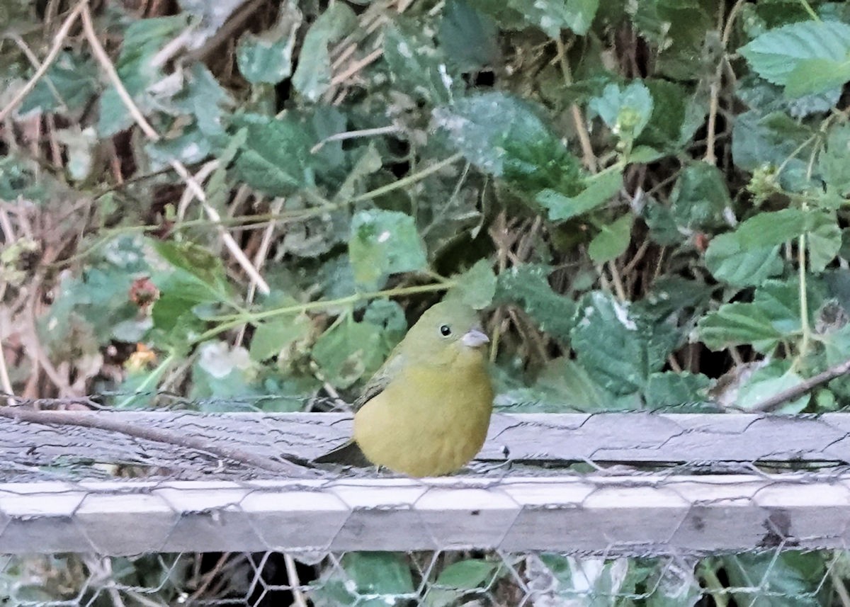 Papstfink - ML644273403