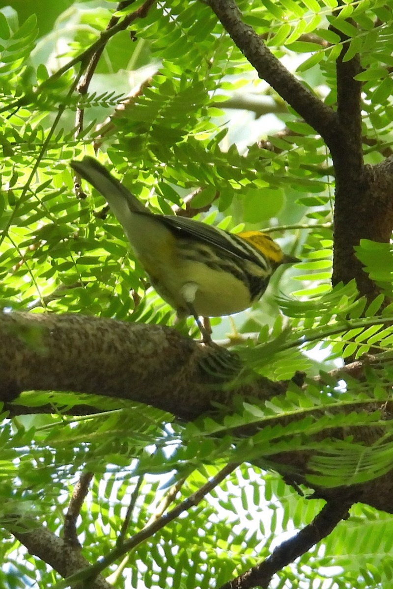 Black-throated Green Warbler - ML644273406