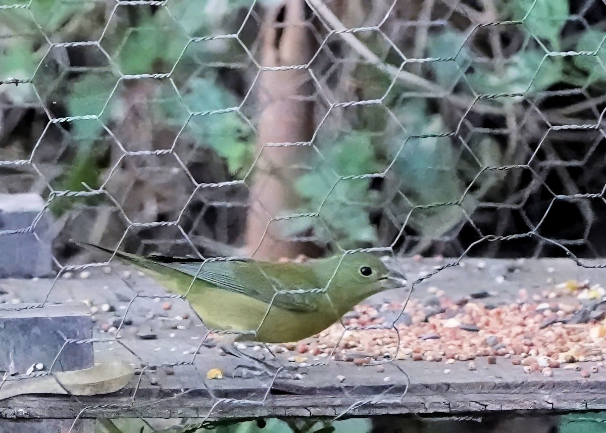 Papstfink - ML644273413