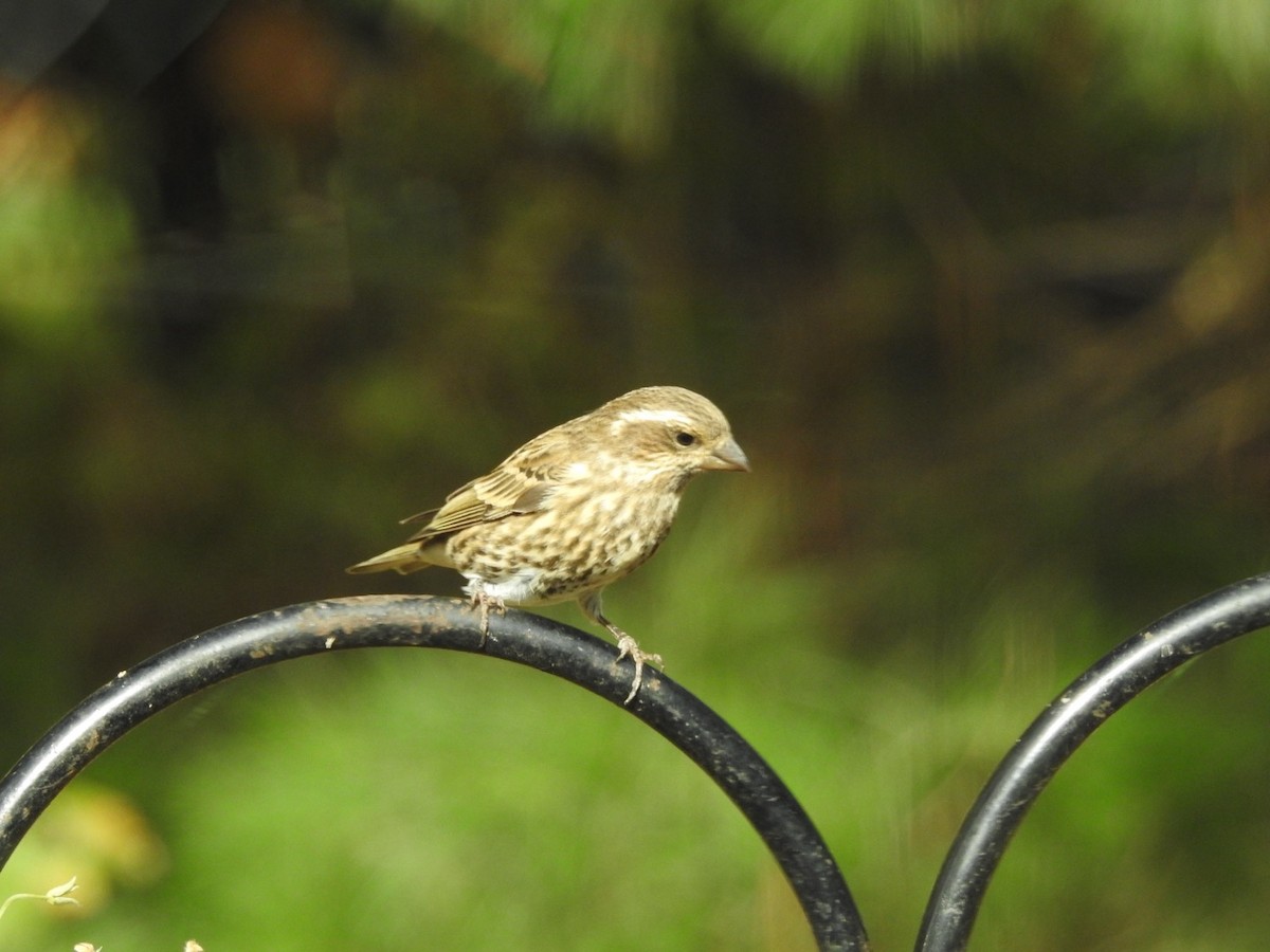 Purple Finch - ML644273426