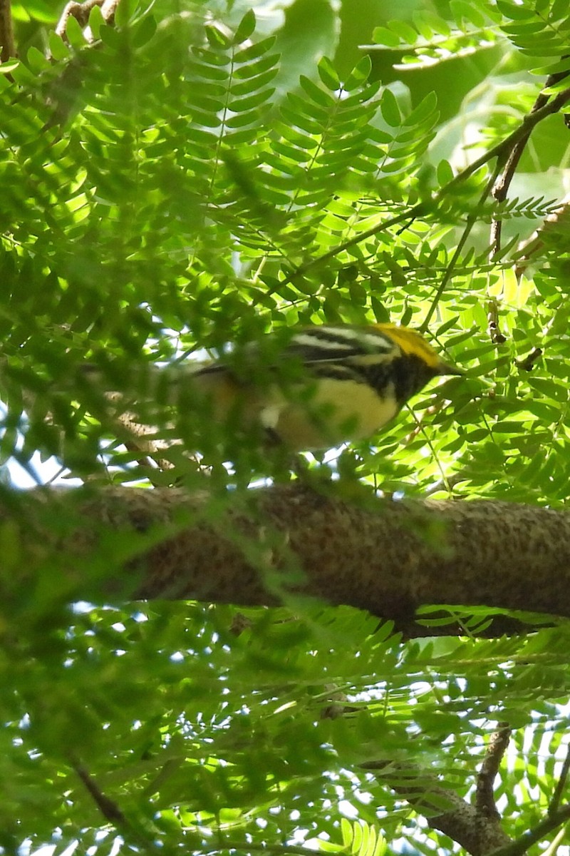 Black-throated Green Warbler - ML644273428