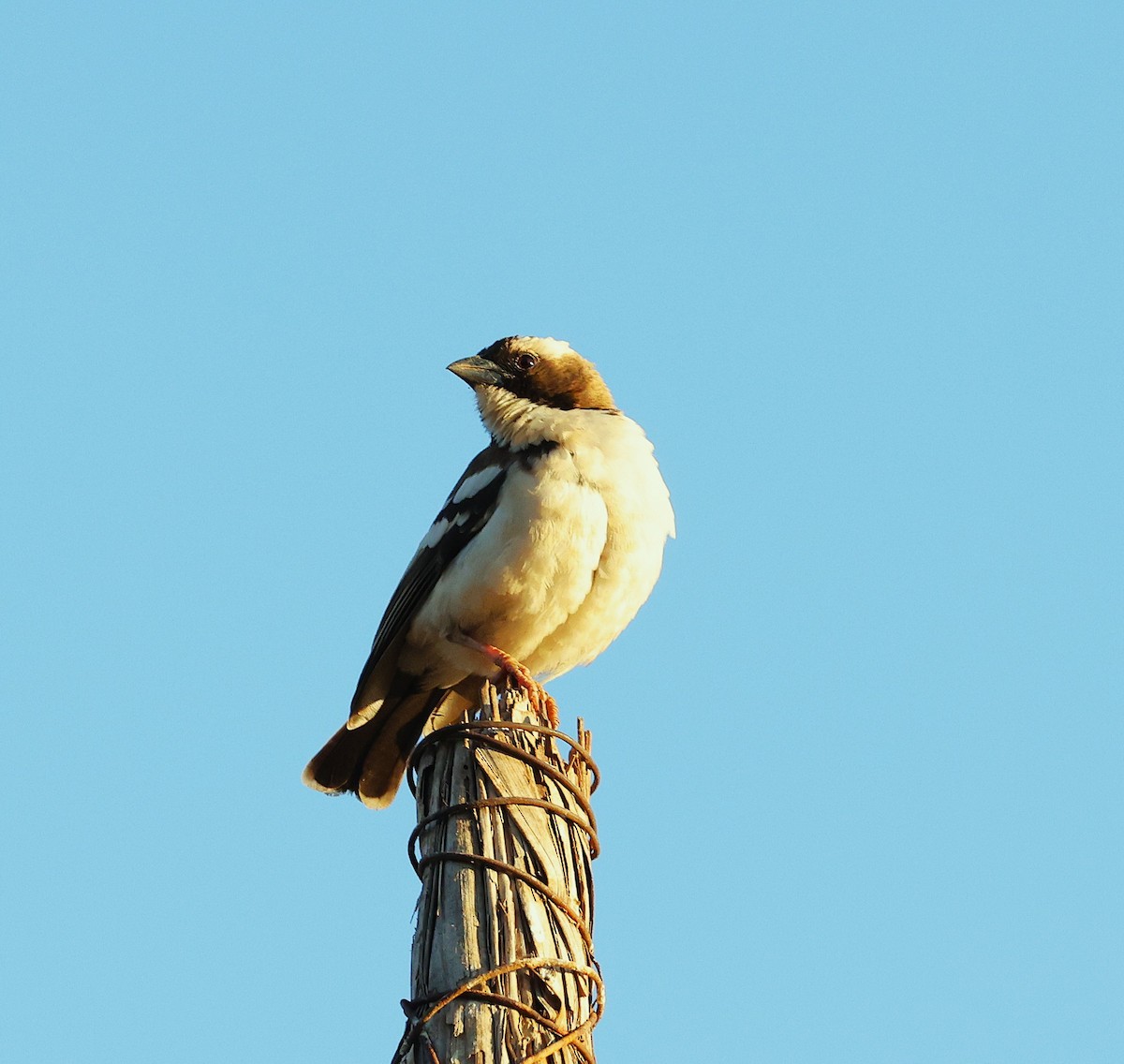 Weißbrauenweber - ML644273430