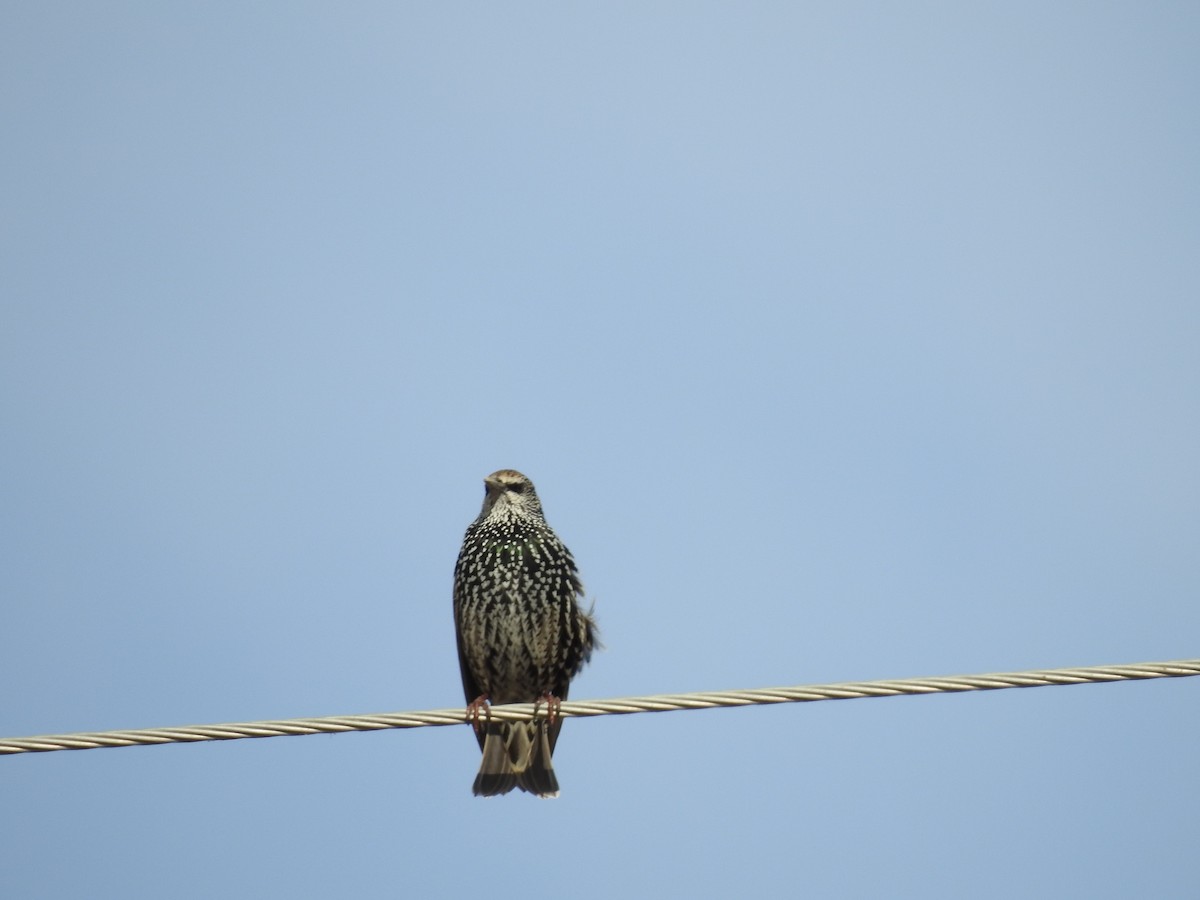 Хар тодол - ML644273435