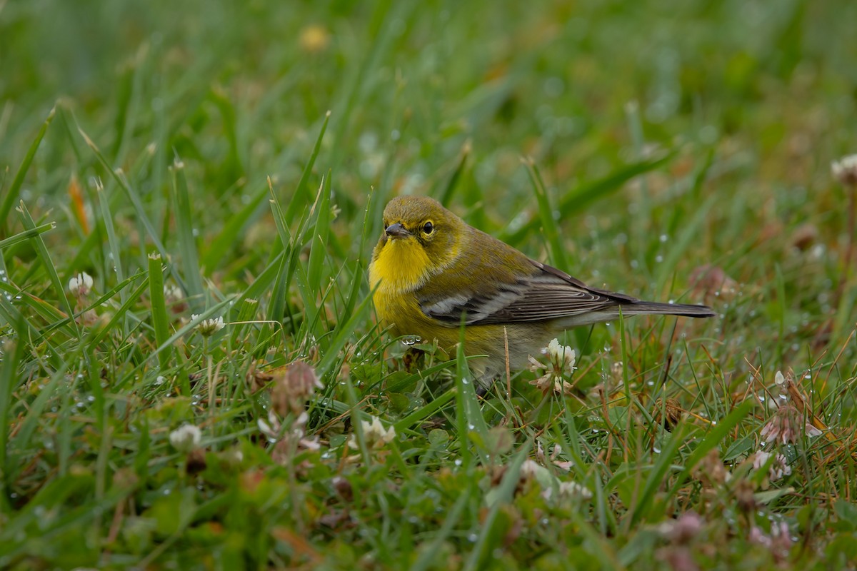 סבכון אורנים - ML644273436