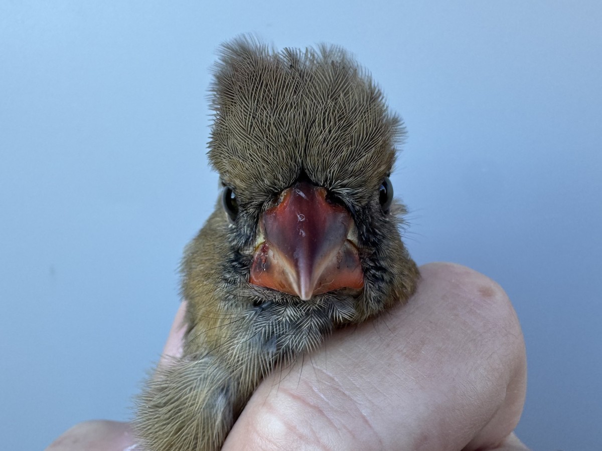 Northern Cardinal - ML644273438