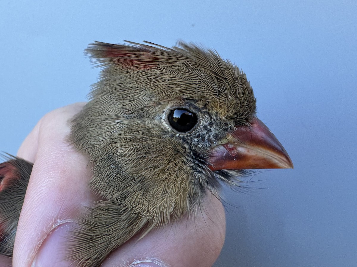 Northern Cardinal - ML644273439