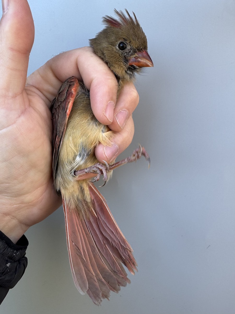Northern Cardinal - ML644273440
