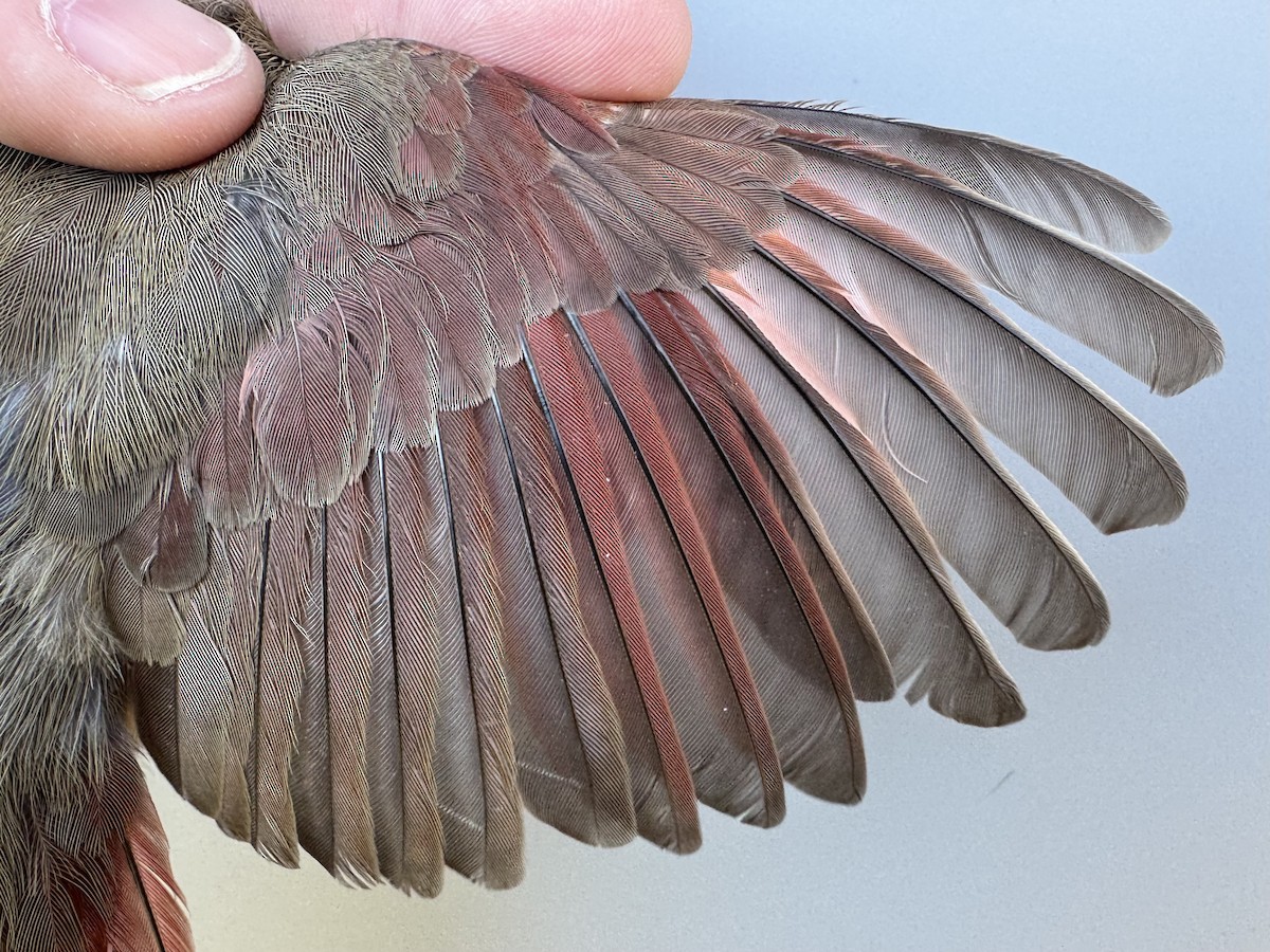 Northern Cardinal - ML644273441