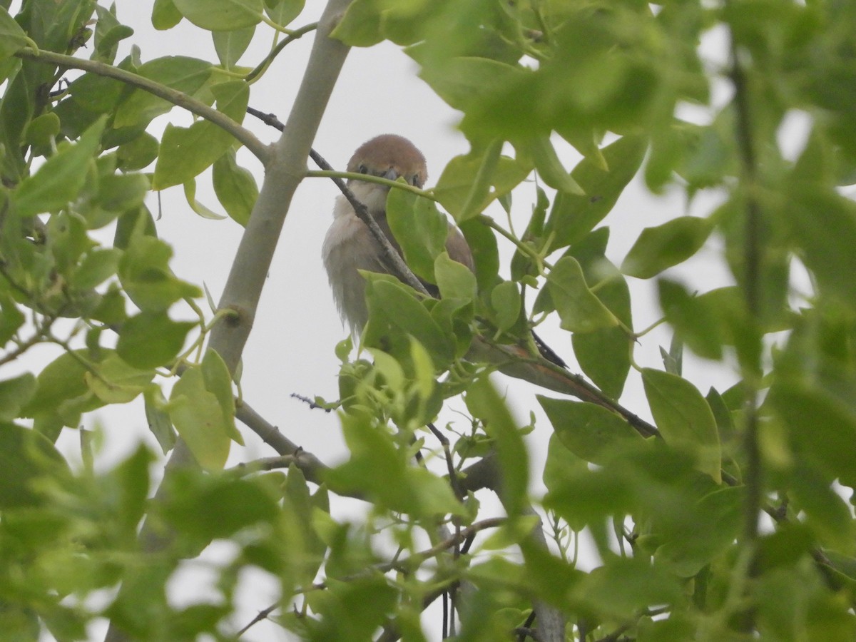 rødstjertvarsler - ML644273442