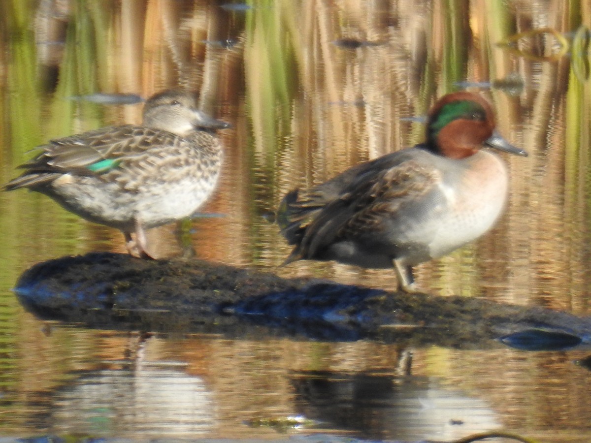 Green-winged Teal - ML644273447