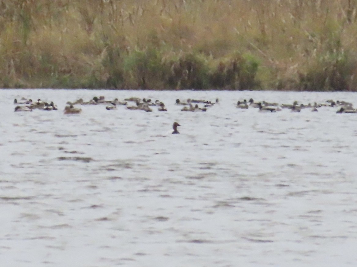 kanvasand - ML644273459