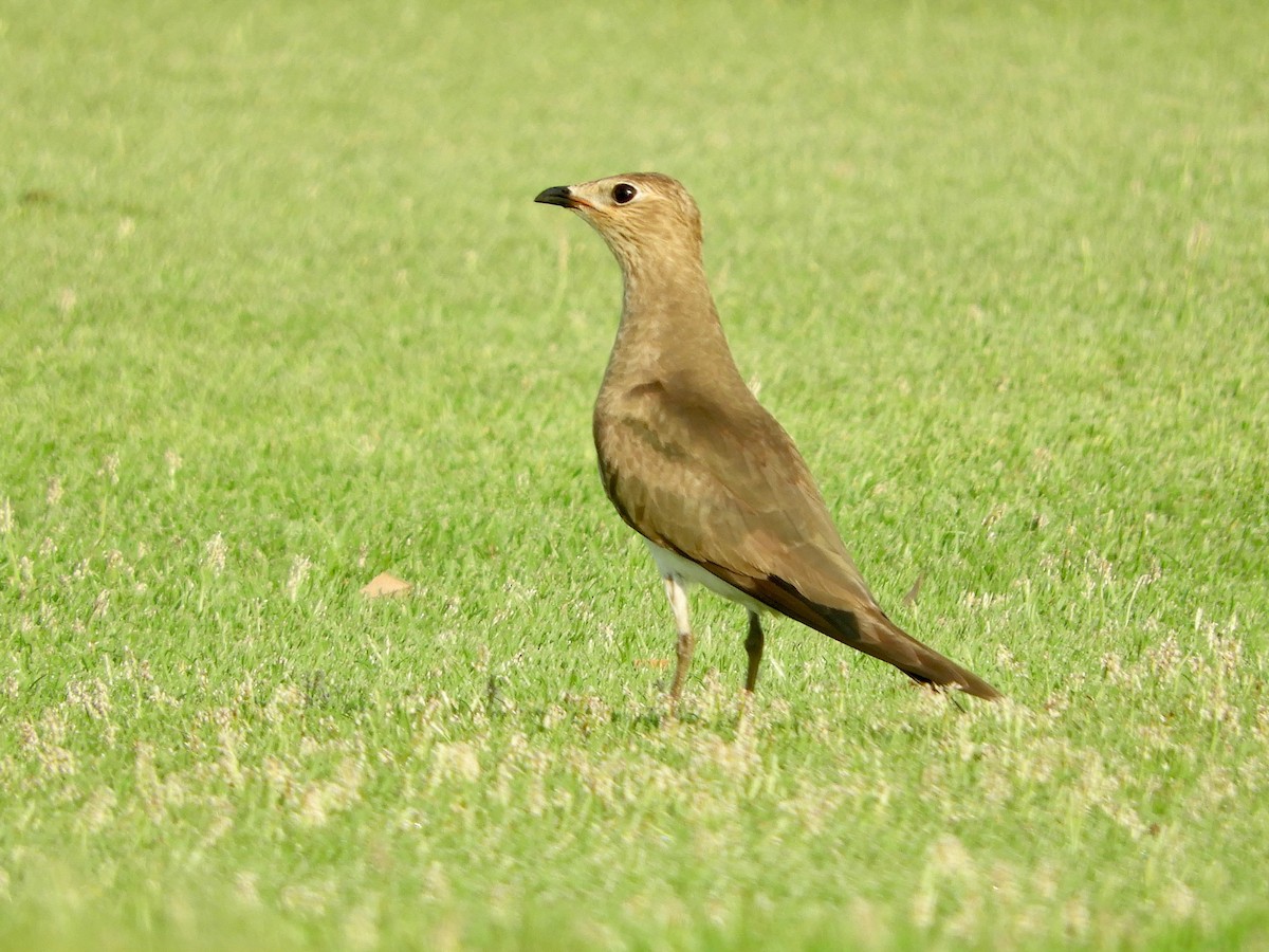 хөгт - ML644273463