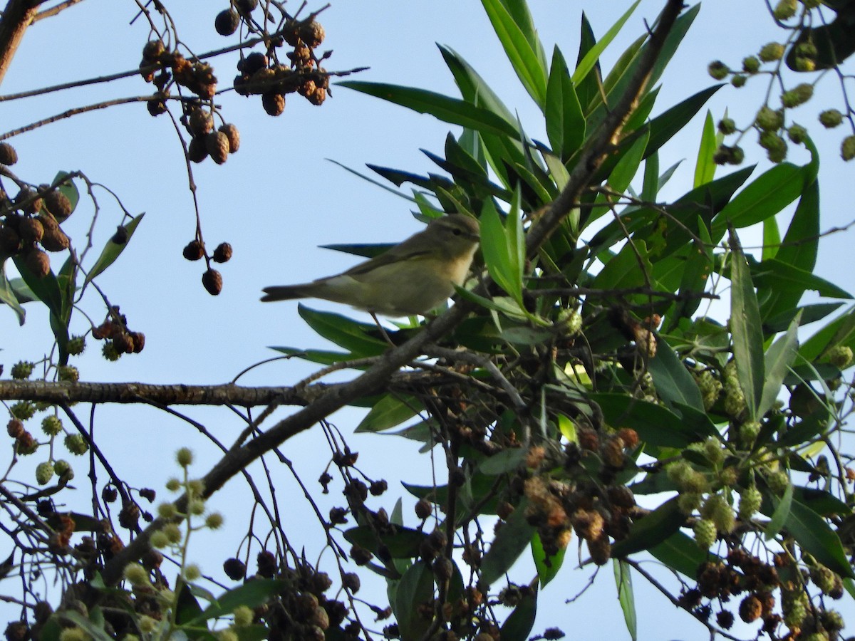 メボソムシクイ属 - ML644273478