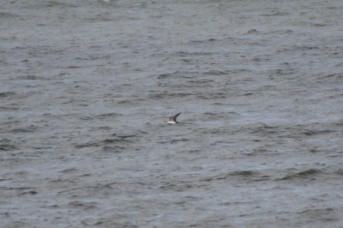 Plongeon catmarin - ML644273480