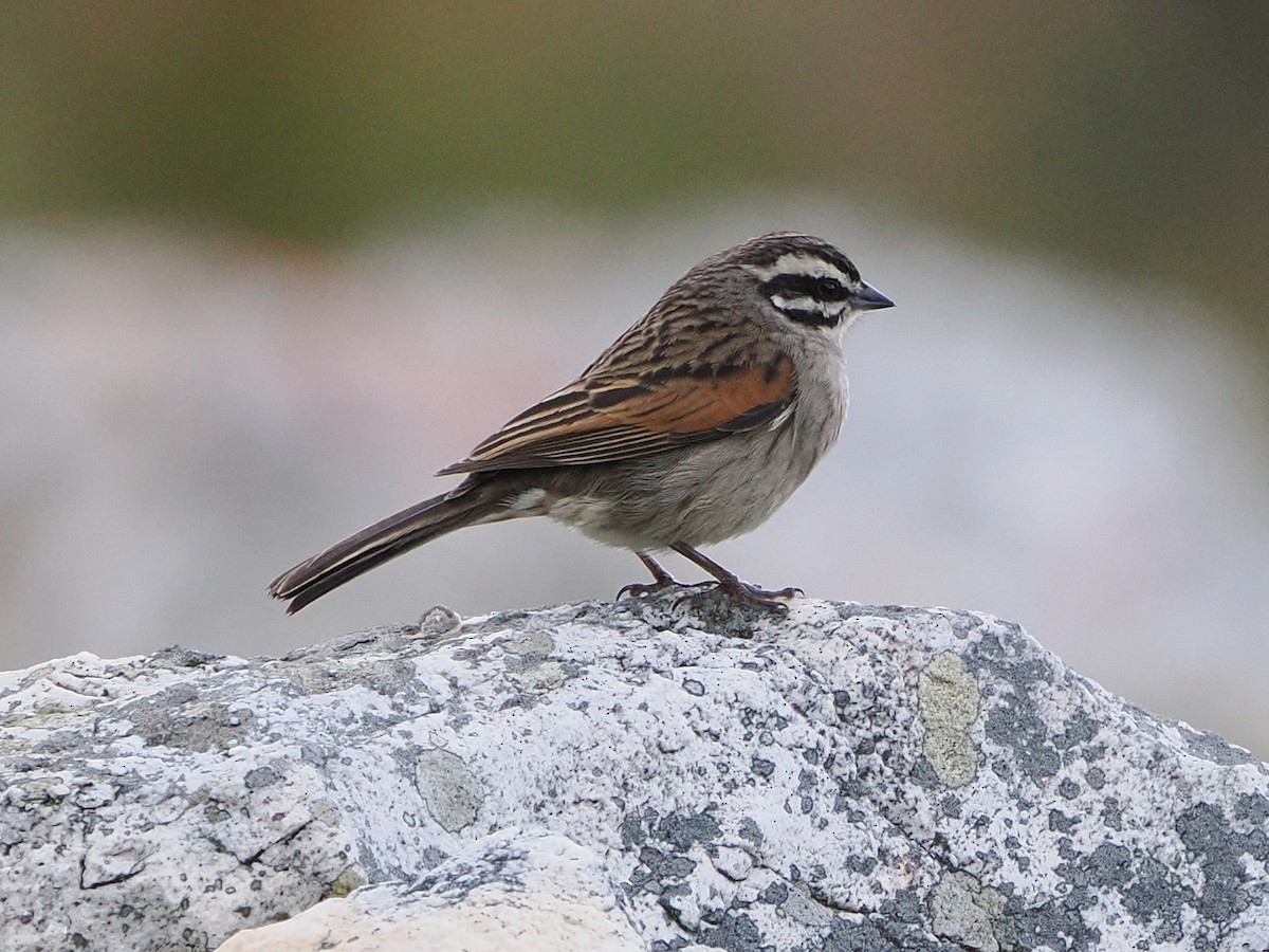 kappspurv - ML644273492