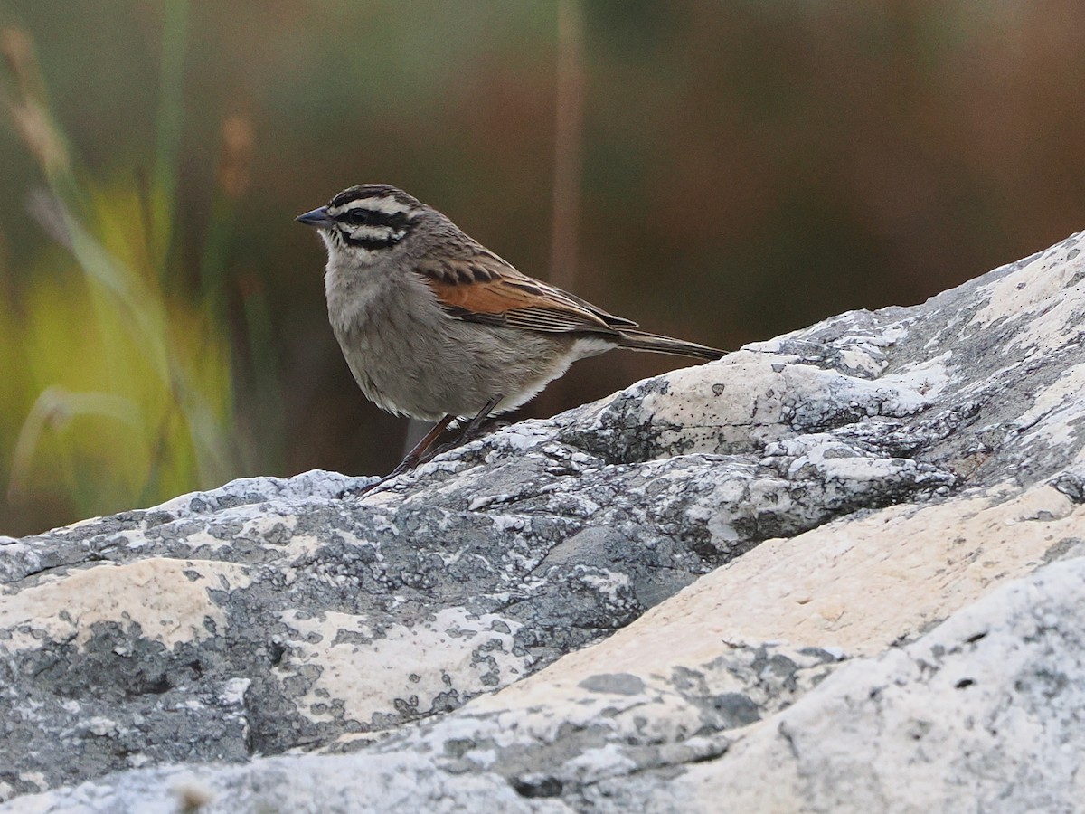 kappspurv - ML644273493