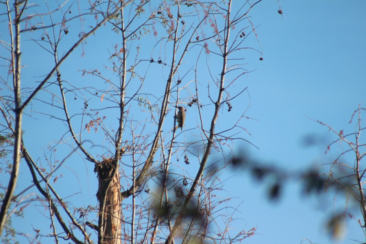 Northern Flicker - ML644273495
