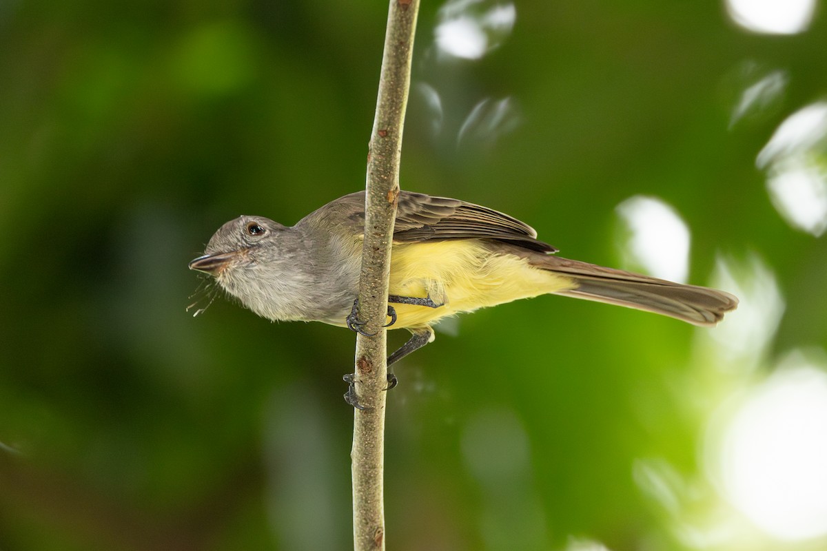 Panama Flycatcher - ML644273496