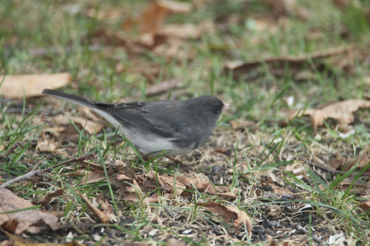 Dark-eyed Junco - ML644273507