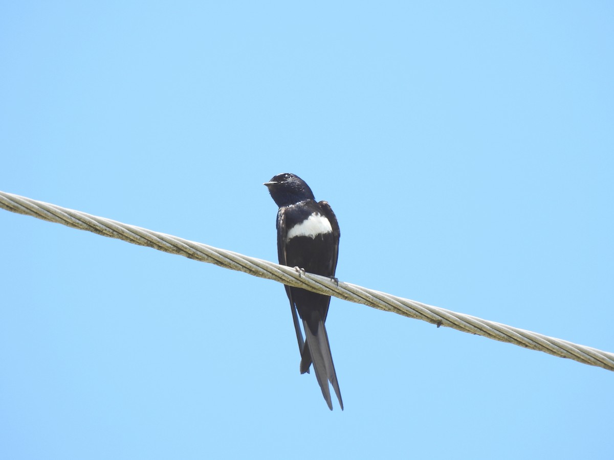 White-banded Swallow - ML644273511