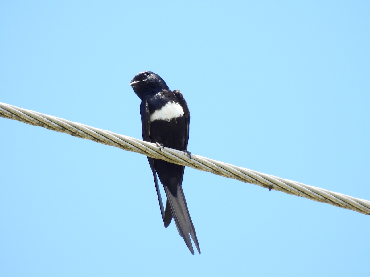 White-banded Swallow - ML644273512
