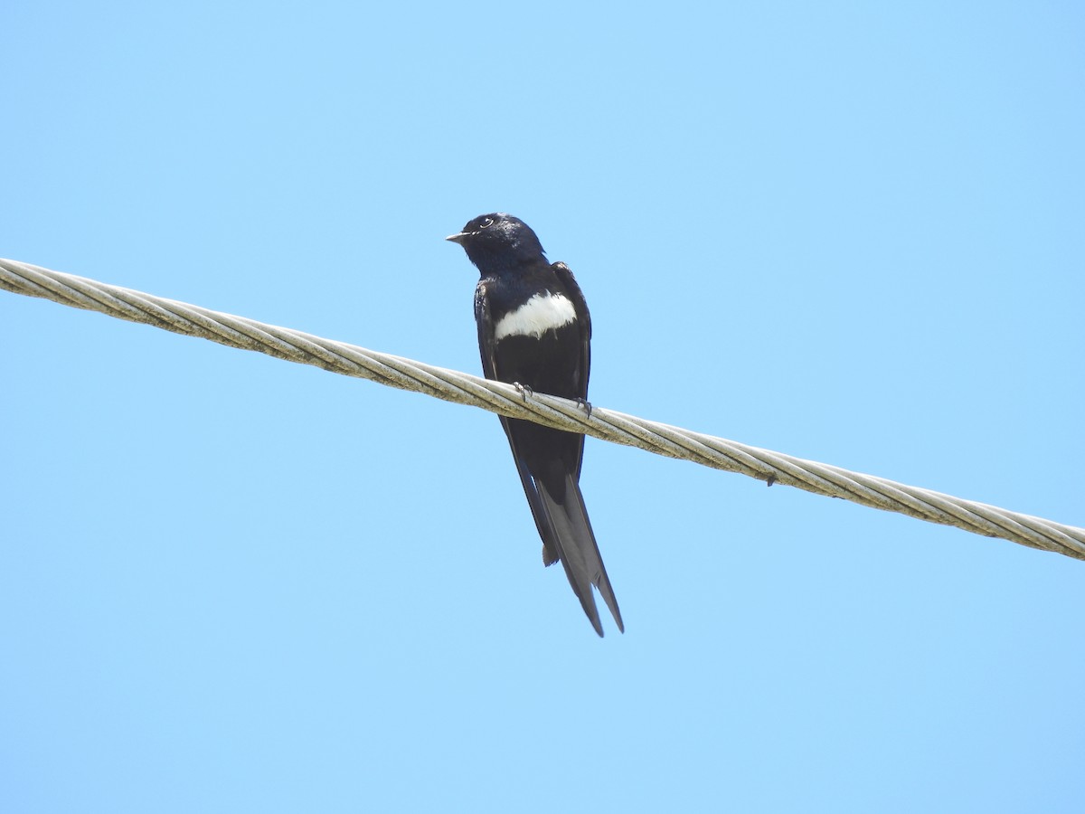 White-banded Swallow - ML644273513