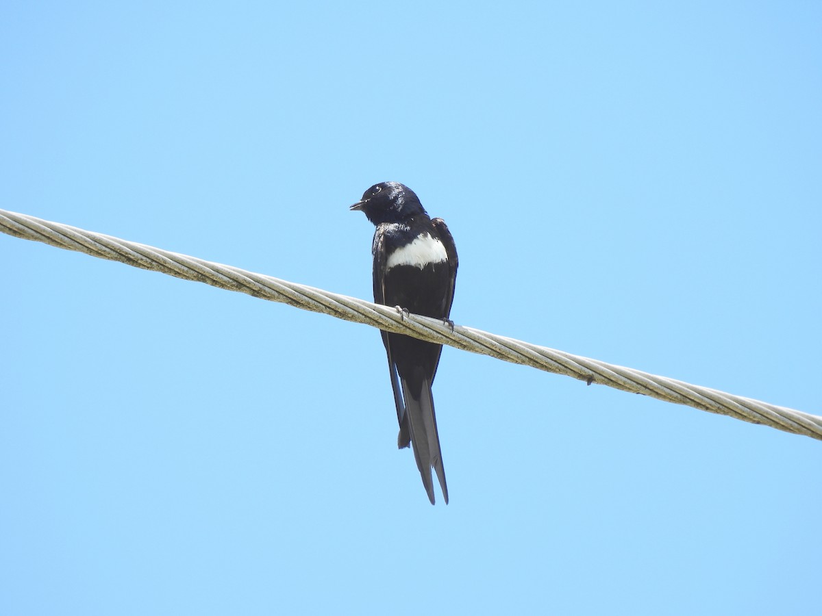 White-banded Swallow - ML644273514
