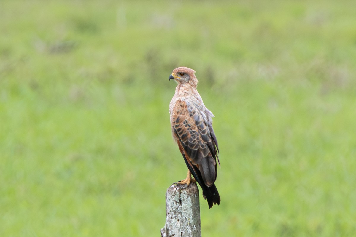 Savanna Hawk - ML644273521