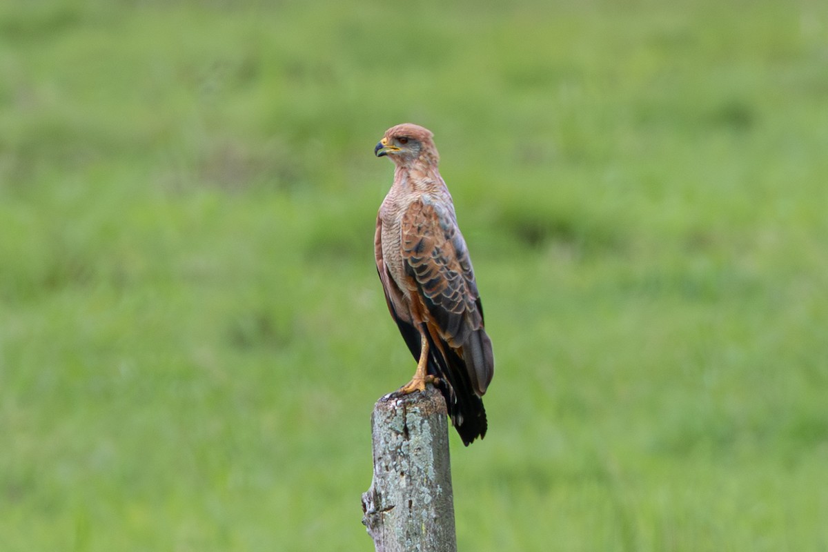 Savanna Hawk - ML644273522