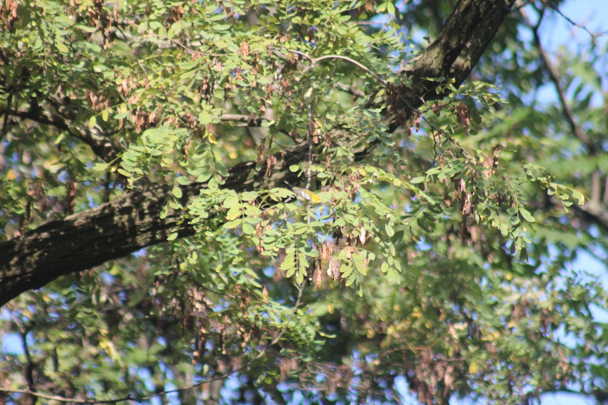 Black-throated Green Warbler - ML644273530