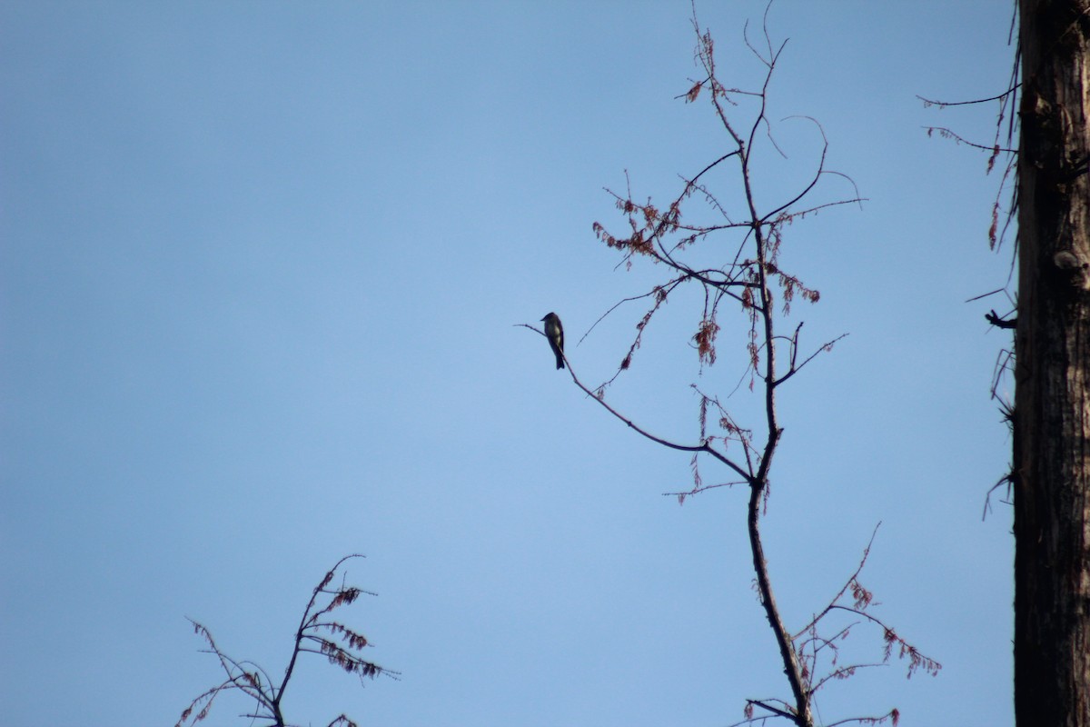Eastern Wood-Pewee - ML644273541