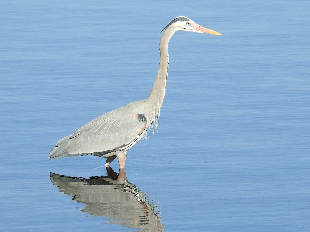 Great Blue Heron - ML644273542