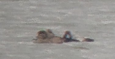 Fuligule à tête rouge - ML644273546