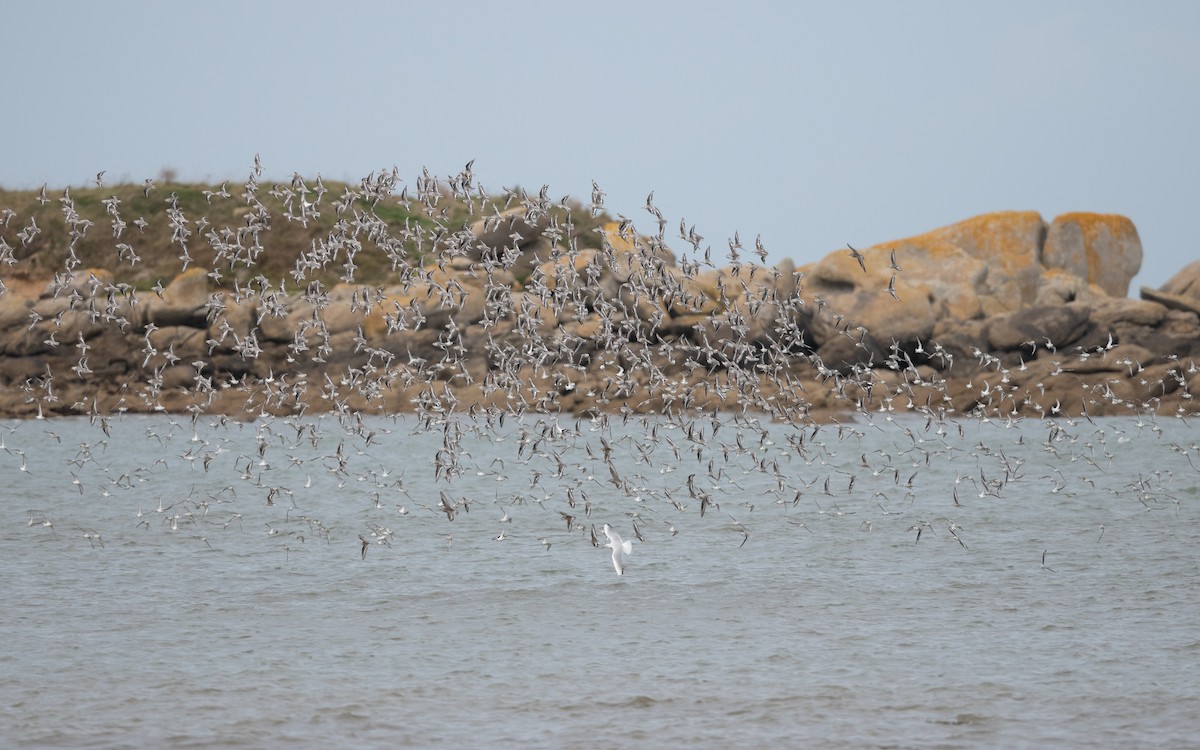 Sanderling - ML644273550