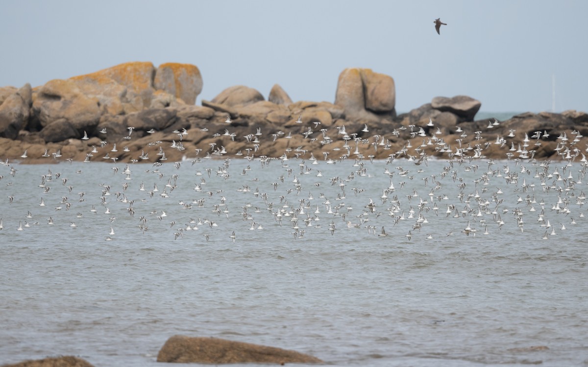 Sanderling - ML644273551