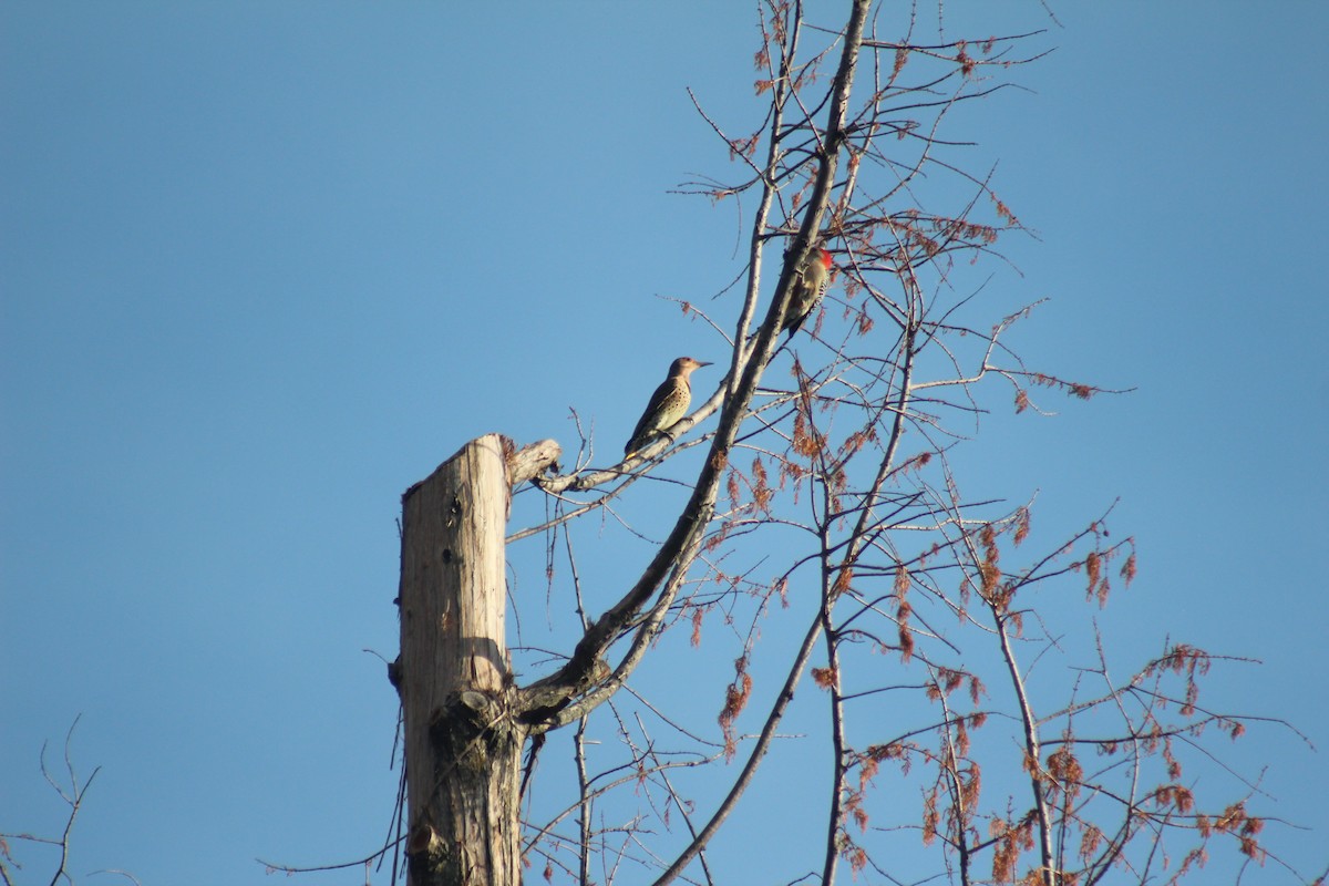 Northern Flicker - ML644273556
