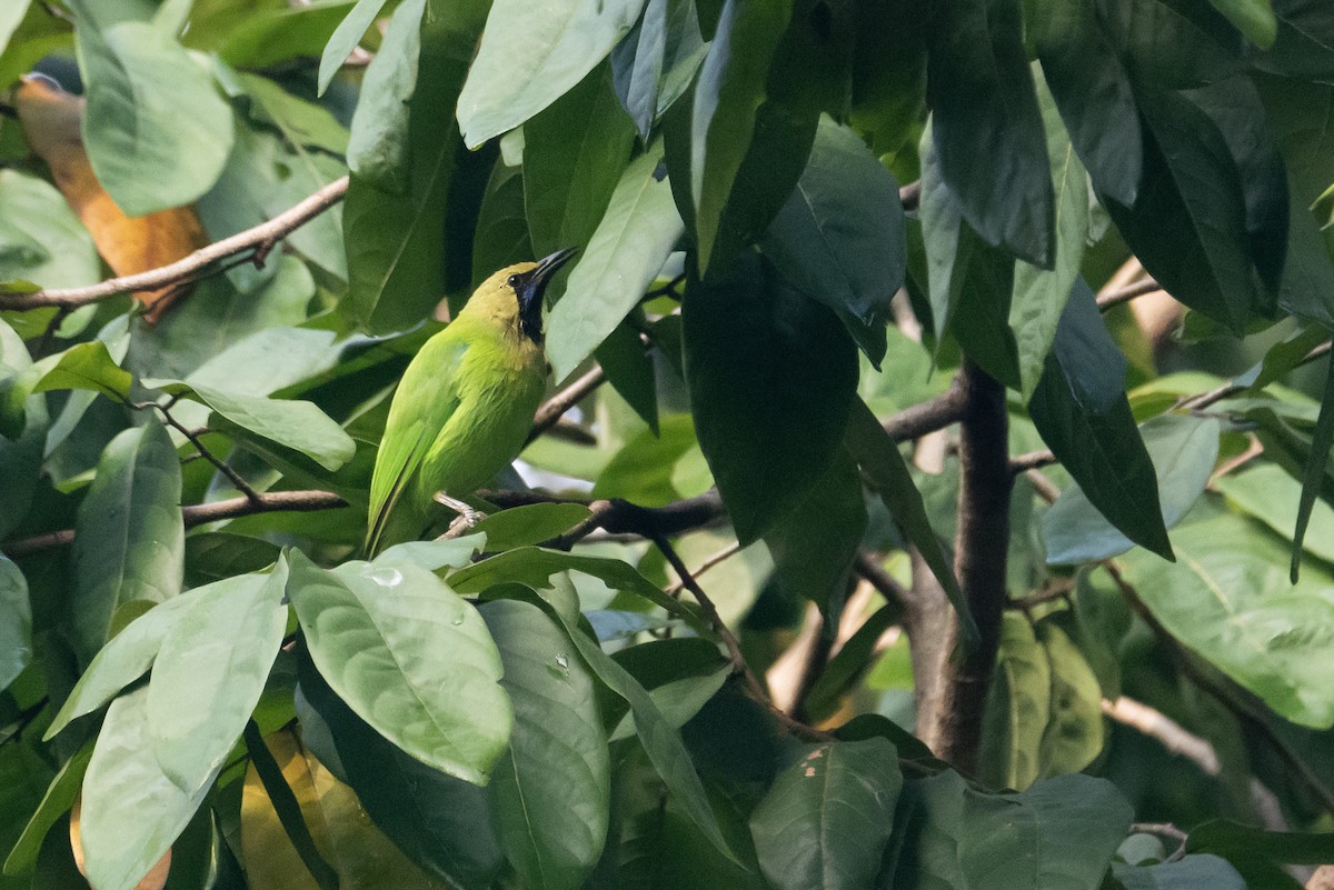Jerdon's Leafbird - ML644273565