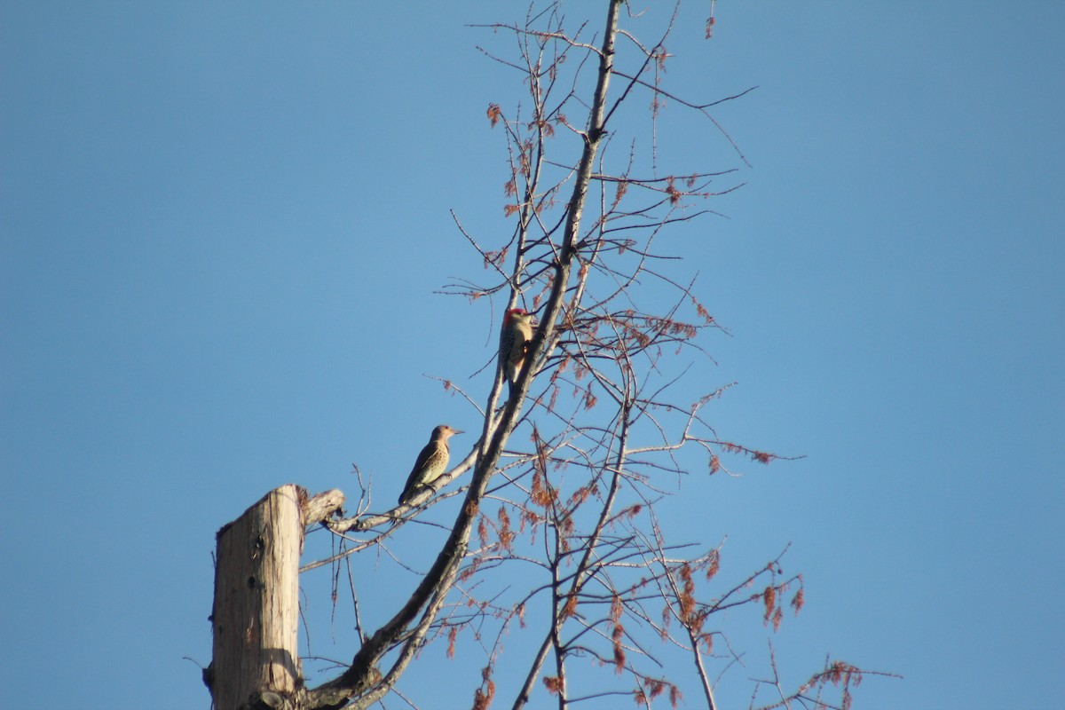 Red-bellied Woodpecker - ML644273570