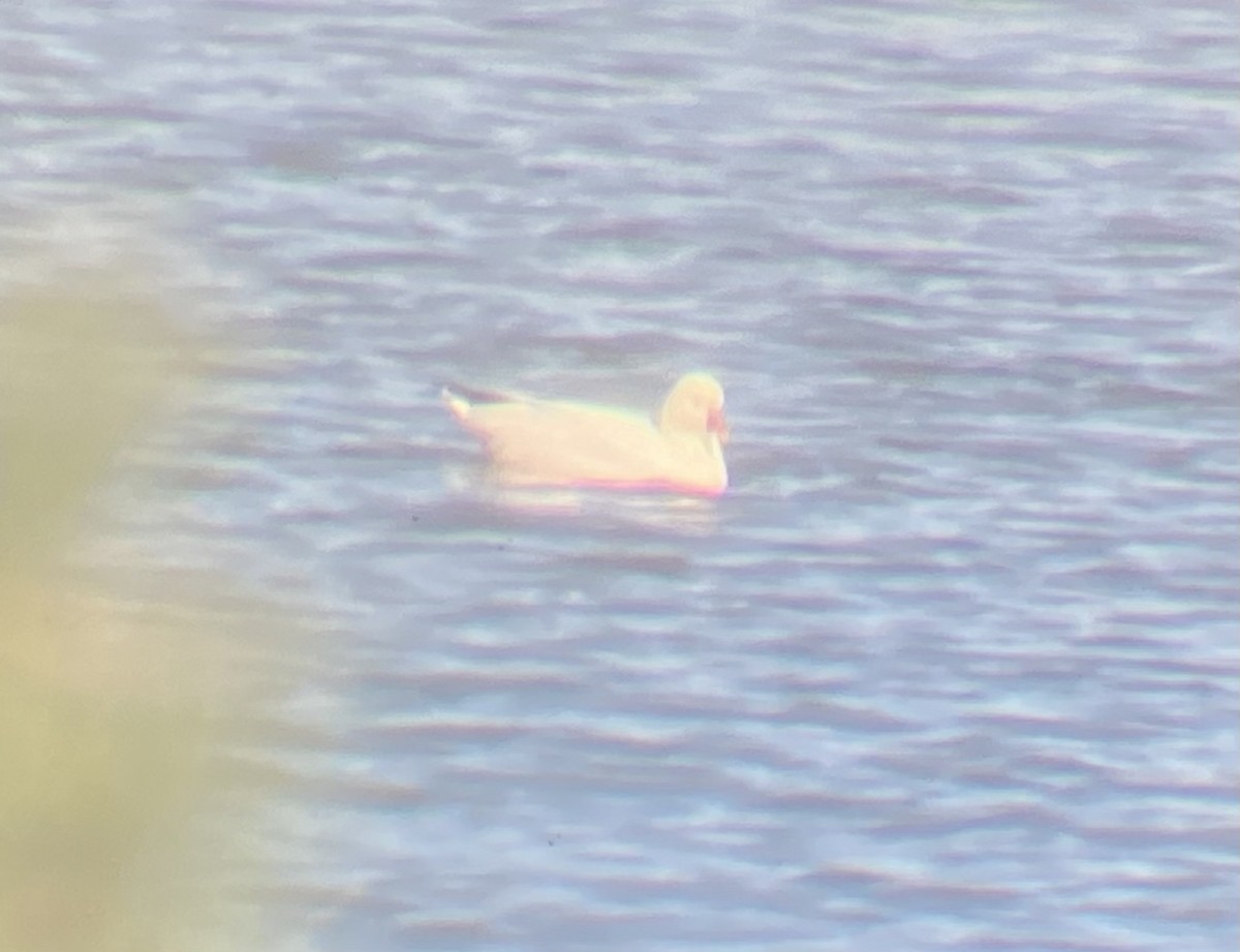 Ross's Goose - ML644273572