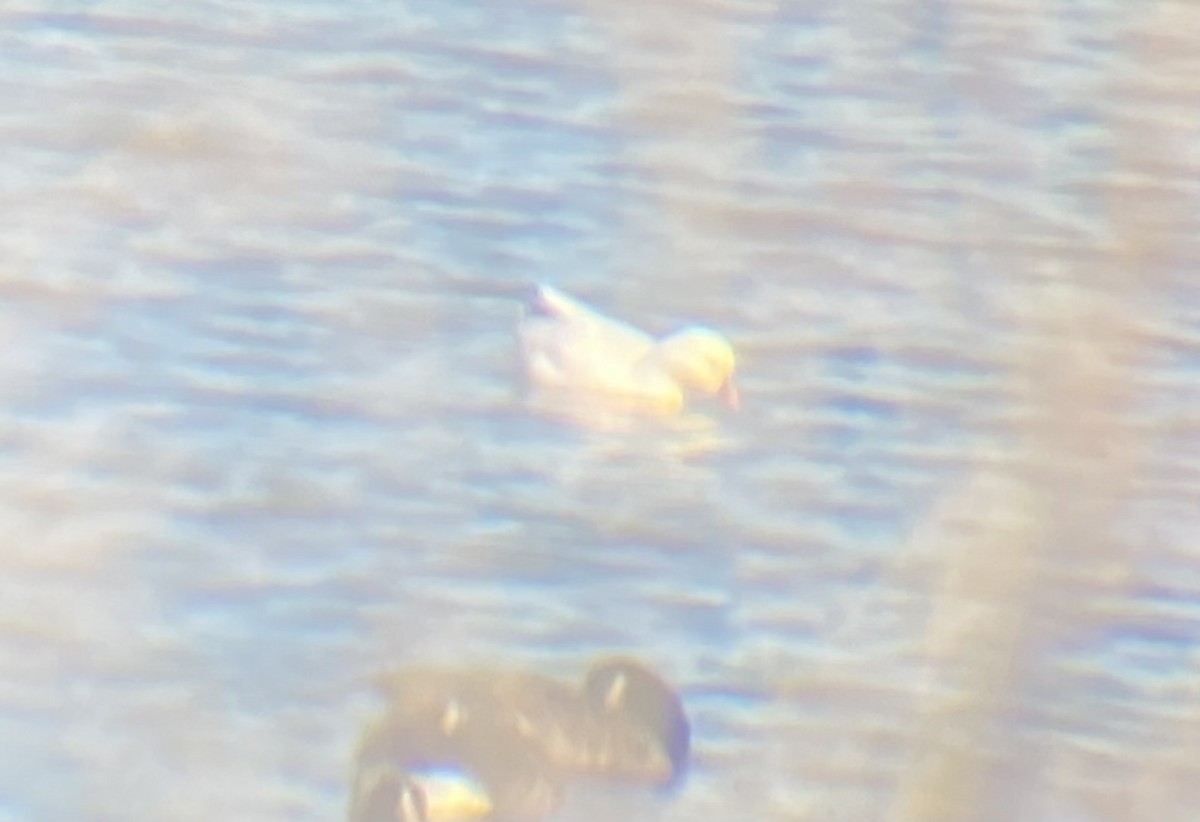 Ross's Goose - ML644273573