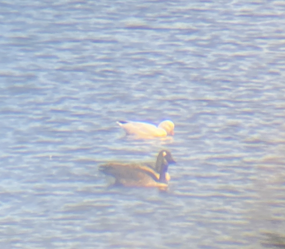 Ross's Goose - ML644273574